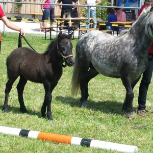 Weshorns Lara mit Camillo Fohlenschau 2015