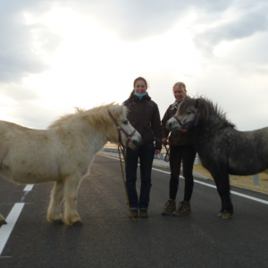 Stammstute Cornelia (geb. 1988) mit Enkel Chaccomo 2013
