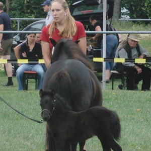 Laila mit Mutter Lawinja bei der Fohlenschau