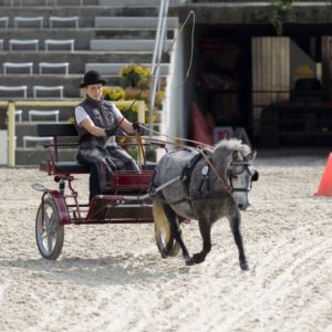 Weshorns Lara bei der Stutenleistungsprüfung