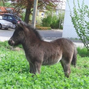 Cornetto a.d. Cornelia von Cooper 2010